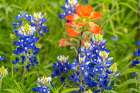 USA, Texas, Hill Country. Blooming bluebonnets and Indian paintbrush flowers. Art Print